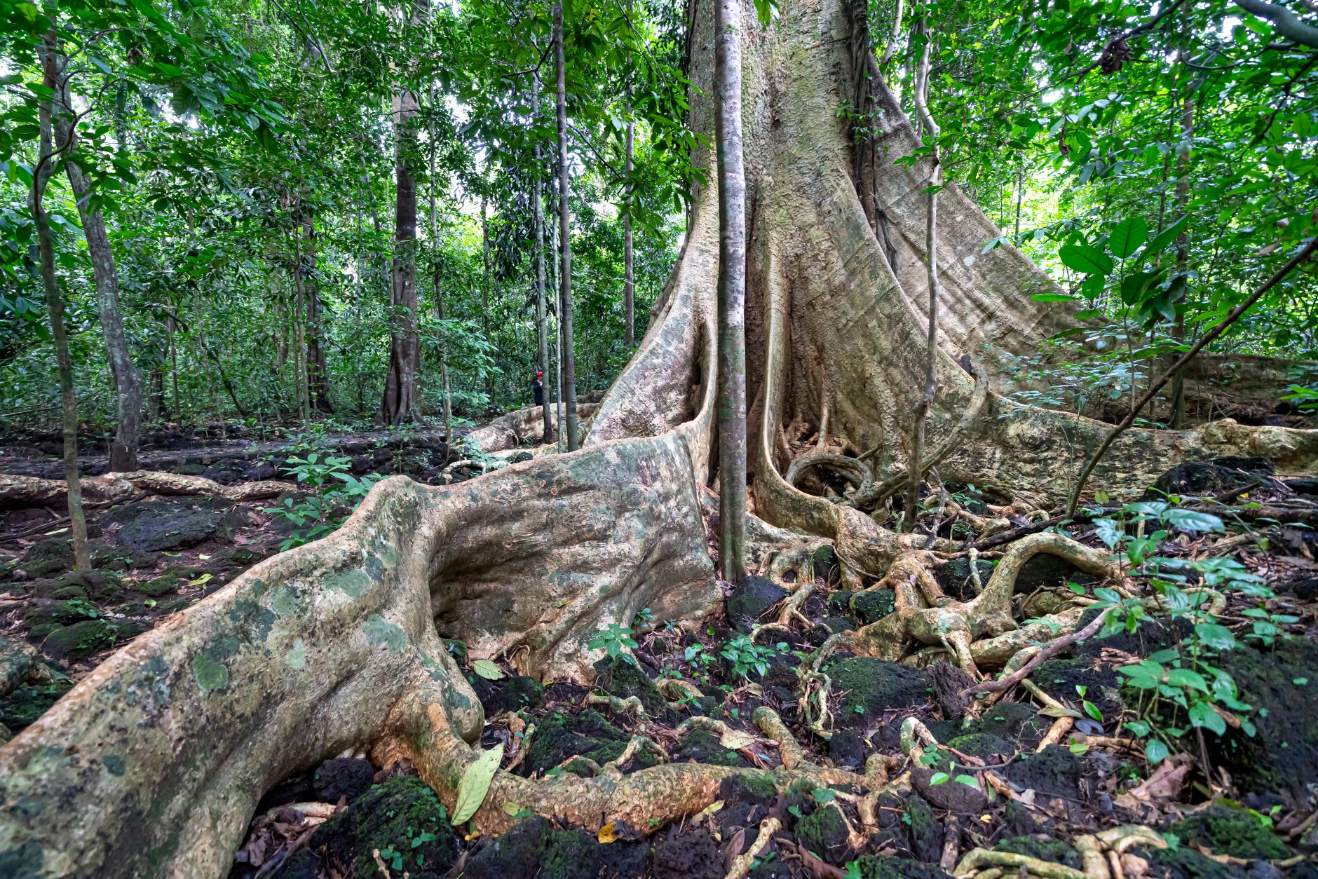 Ancient forest giant with buttress roots in Sapo's primary rainforest, canopy visible far above