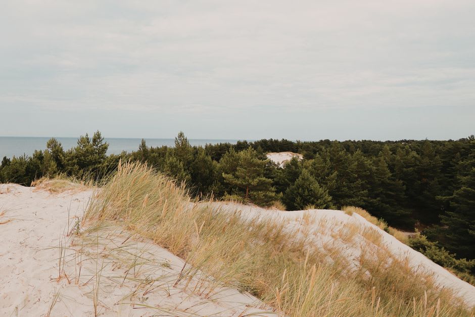 Pine forest planted on the Curonian Spit to stabilize the shifting dunes
