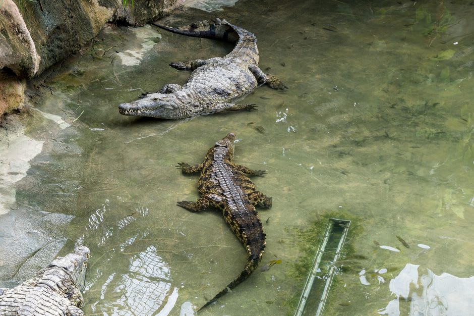 Orinoco crocodile resting at the edge of a shrinking dry-season lagoon