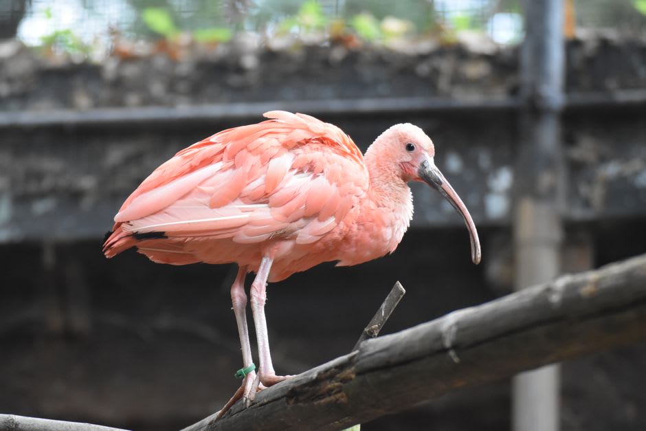 Scarlet ibis taking flight over the marshes at dusk
