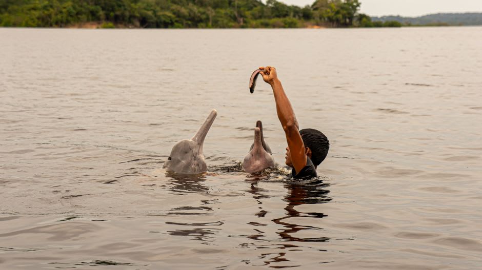 Pink river dolphin surfacing in the tea-colored waters of the Capanaparo River