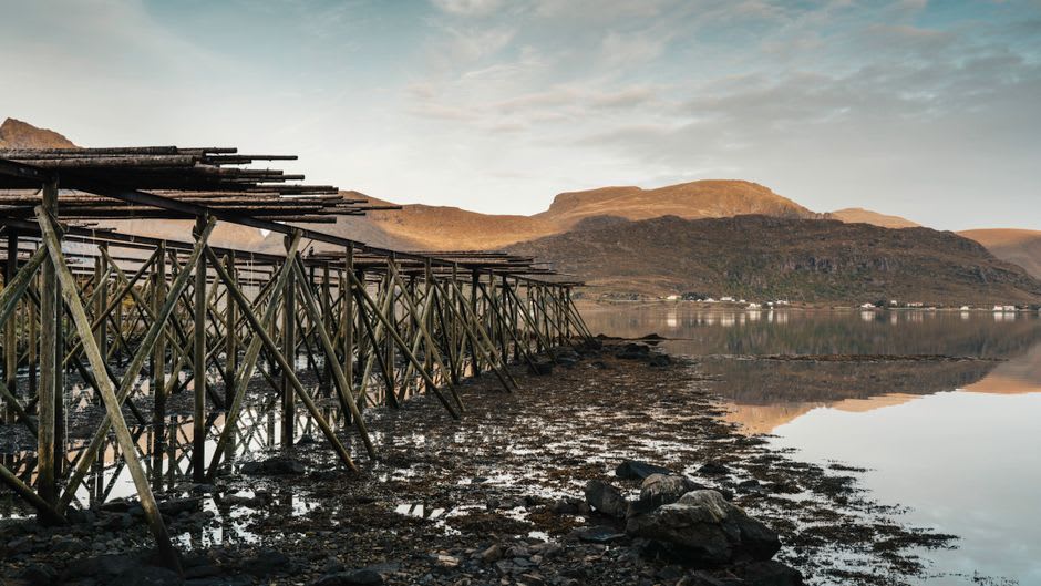 Rows of skrei cod hanging to dry on wooden racks near the Stamsund harbor