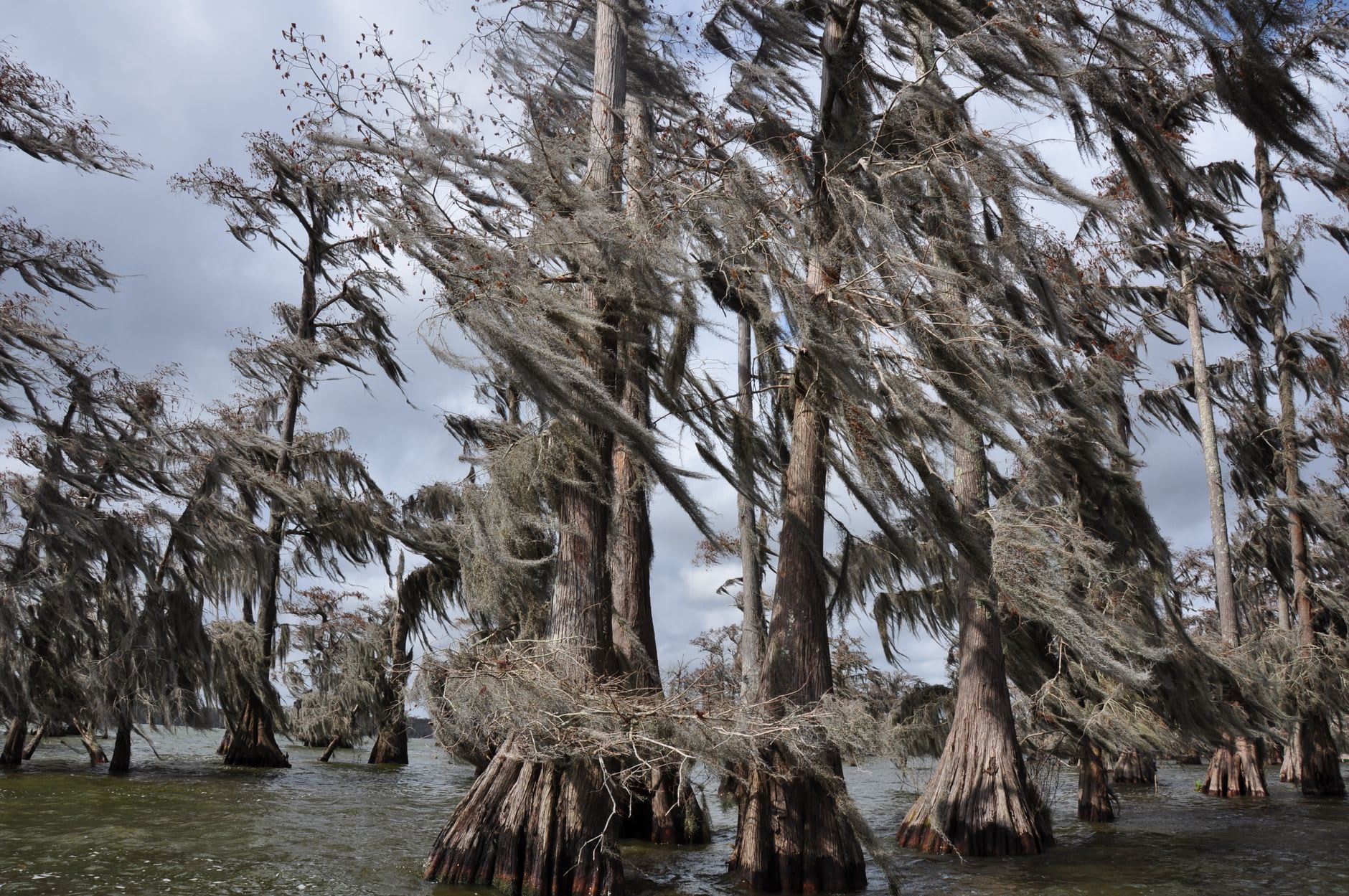 Un bote de fondo plano cortando silenciosamente el bosque de cipreses inundado al amanecer en el Atchafalaya