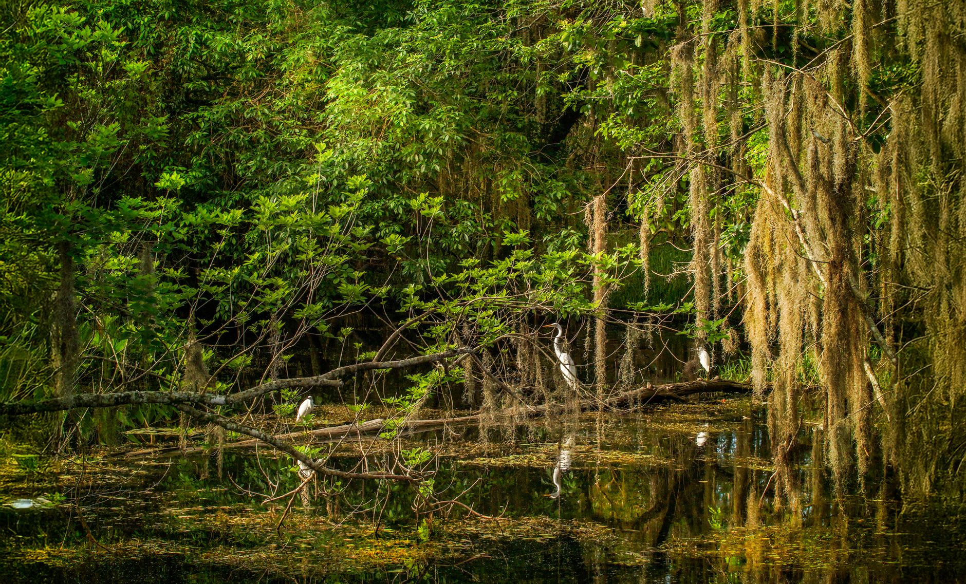 The Evangeline Oak on the banks of Bayou Teche in St. Martinville, massive and draped in Spanish moss