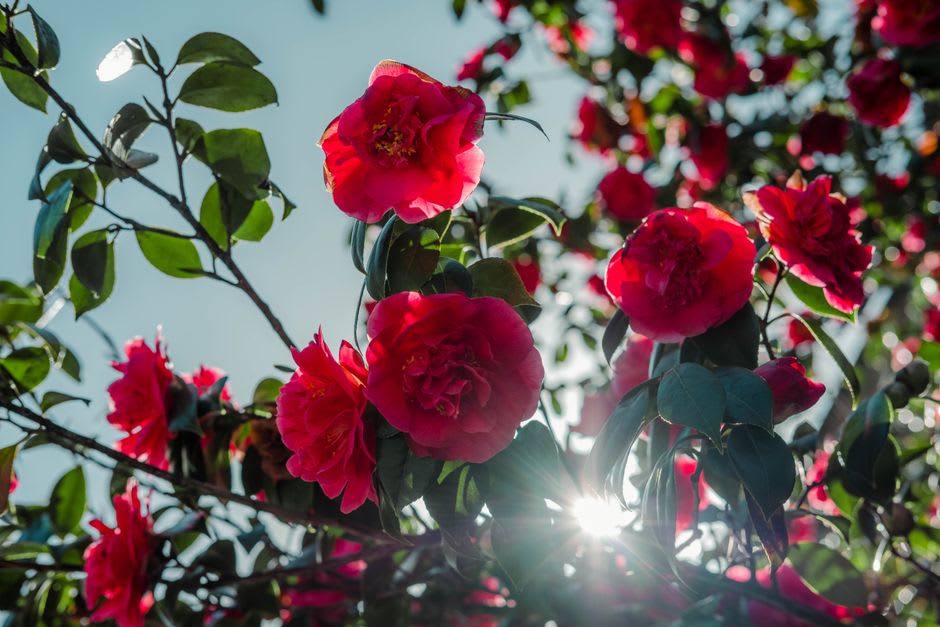 Rosedown Plantation's formal garden paths lined with camellias and ancient live oaks
