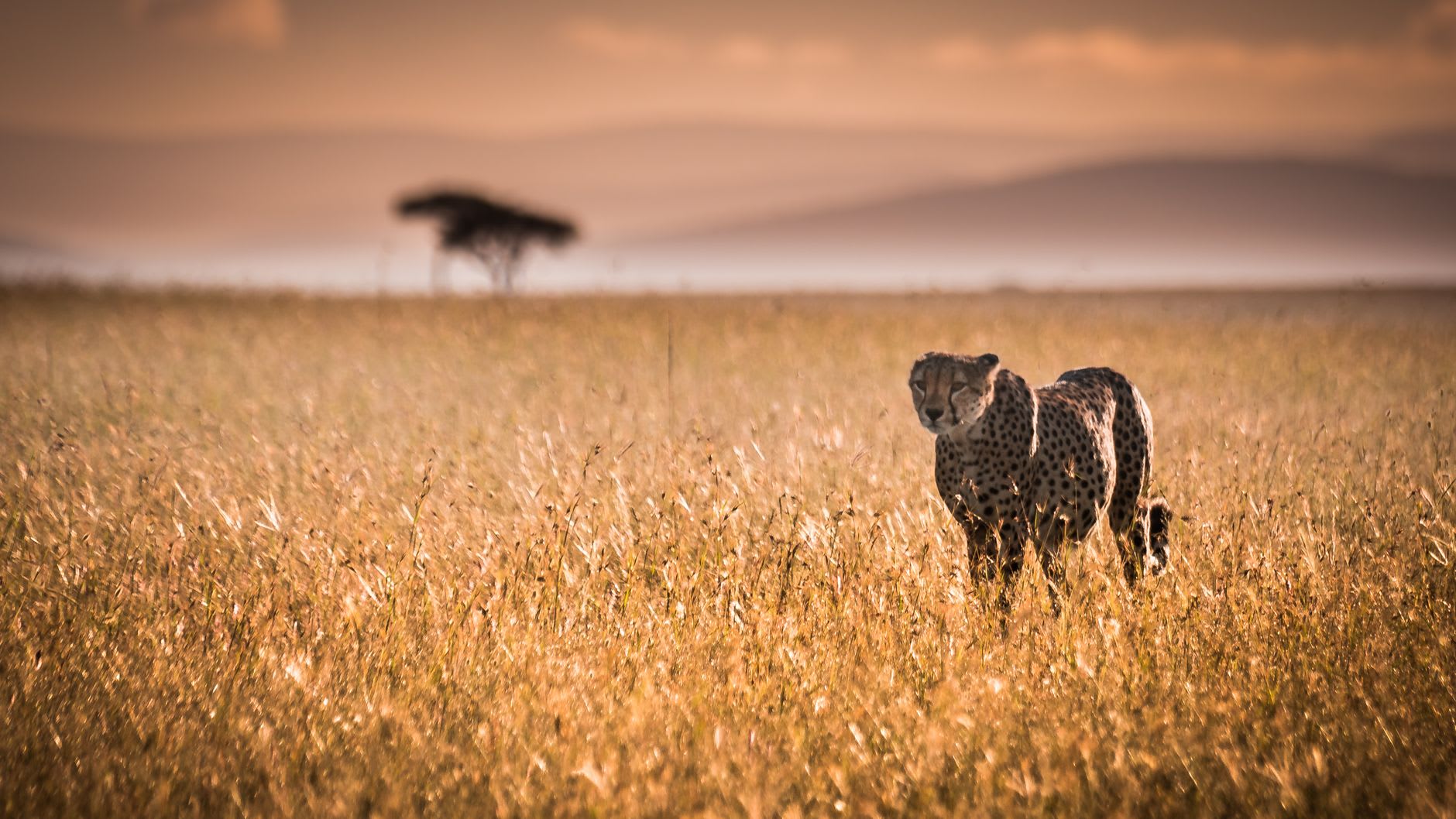 El mercado ganadero de Narok al amanecer — vacas, cabras y pastores maasái haciendo negocios bajo la luz naranja de la mañana