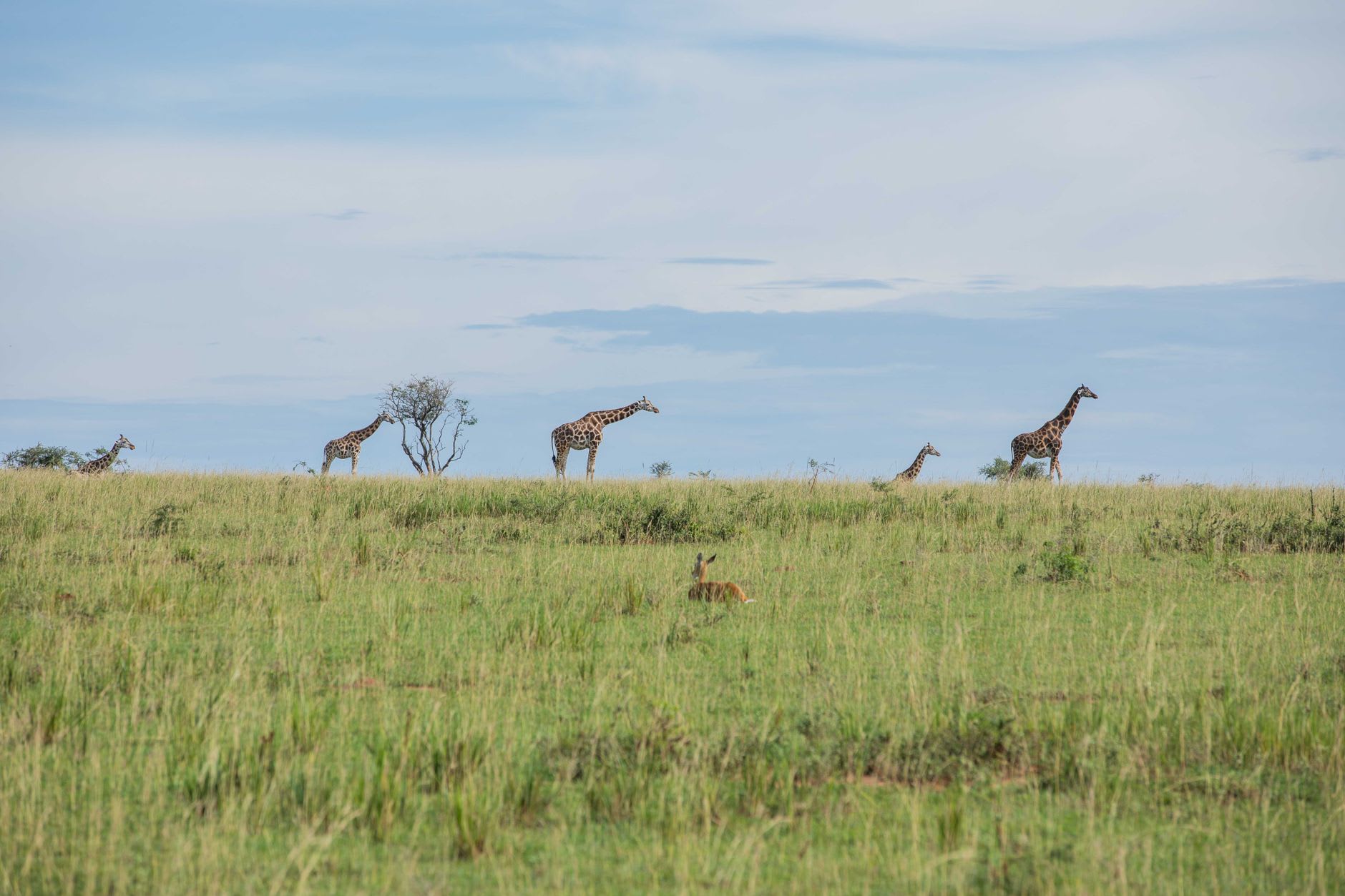 Looking back from inside the Maasai Mara at Sekenani Gate at dawn — a line of acacia trees silhouetted against a pale apricot sky, the track running straight toward the entrance