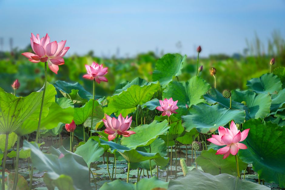 Pink and white lotus flowers blooming across the pond at Lou Lim Ieoc Garden