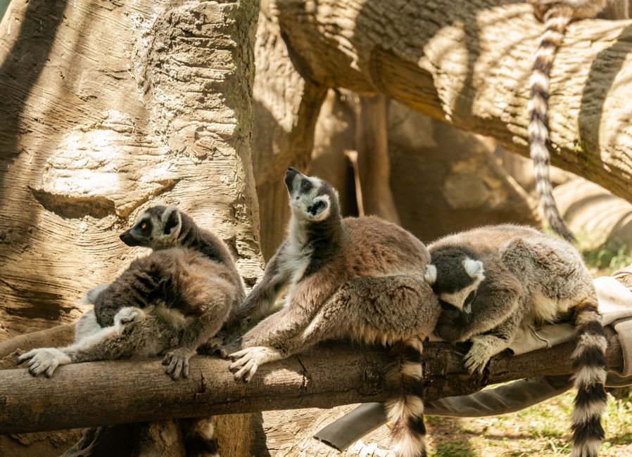Una tropa de lémures de cola anillada cruzando un claro abierto de granito en fila india, las colas erguidas, dentro de la Reserva Comunitaria de Anja
