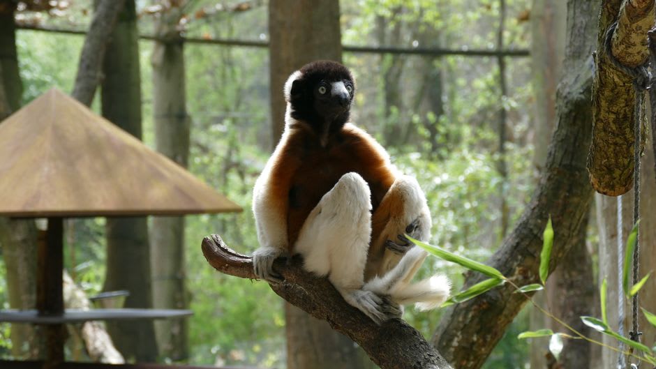 Un cocodrilo del Nilo tomando el sol a la orilla del Lac Ravelobe dentro del Parque Nacional Ankarafantsika