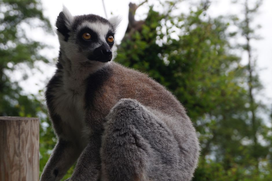 Un grupo de lémures sifaka de Verreaux en pleno salto, cruzando un claro abierto de arena entre árboles en Berenty con su característico andar rebotante de lado