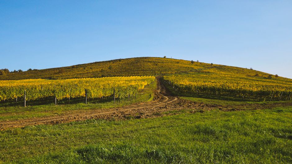 Terraced vineyard rows on a hillside outside Fianarantsoa, with the town visible in the valley below under late afternoon light