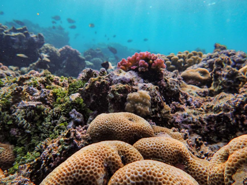 Agua turquesa poco profunda y en calma dentro del arrecife de Ifaty, con buceadores de esnórquel visibles cerca de parches de coral justo bajo la superficie