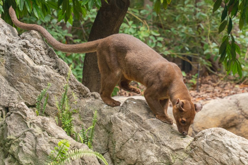 Una fosa de color pardo rojizo deteniéndose entre troncos de árboles en el sotobosque seco de Kirindy, con su larga cola visible arrastrándose detrás