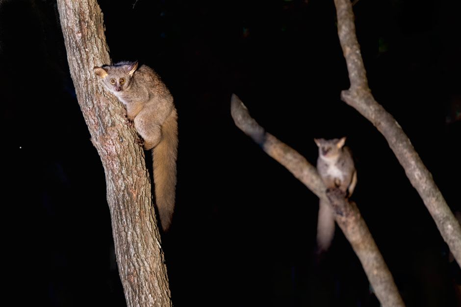 Un baobab solitario de tronco grueso de pie entre el dosel más pequeño del bosque seco de Kirindy al mediodía