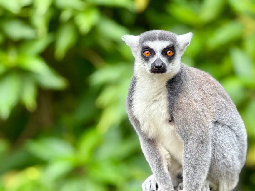 La silhouette caractéristique d'un aye-aye, avec ses yeux démesurés et son doigt médian allongé, agrippé à une branche d'arbre la nuit