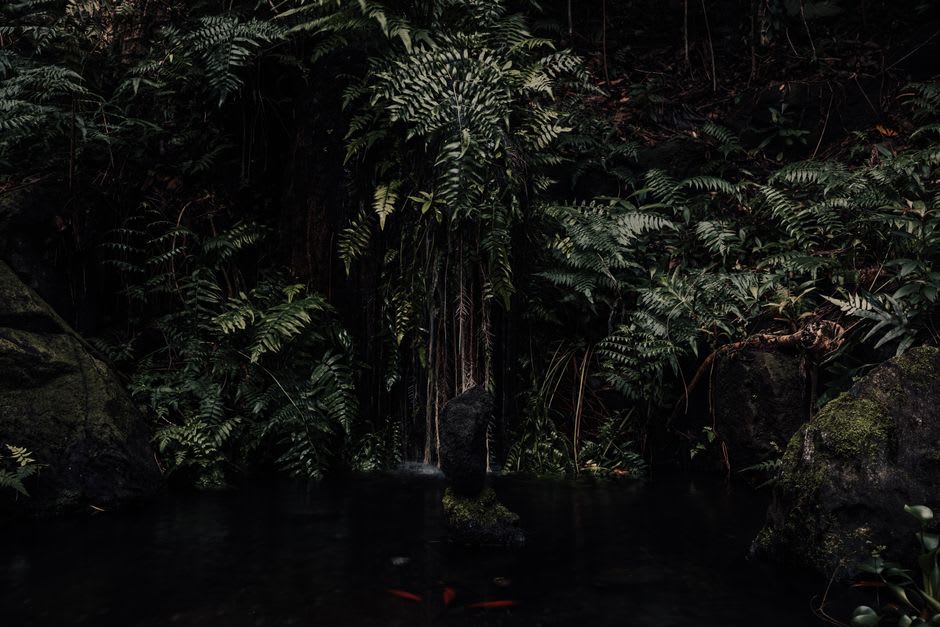 Un ruisseau d'eau douce clair traversant des rochers moussus à l'intérieur de la forêt tropicale de l'île de Nosy Mangabe
