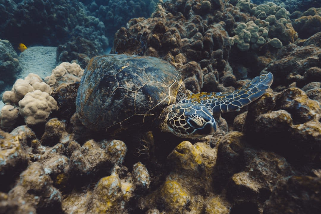 Une tortue marine verte glissant au-dessus d'un récif corallien dans l'eau claire au large de Nosy Tanikely