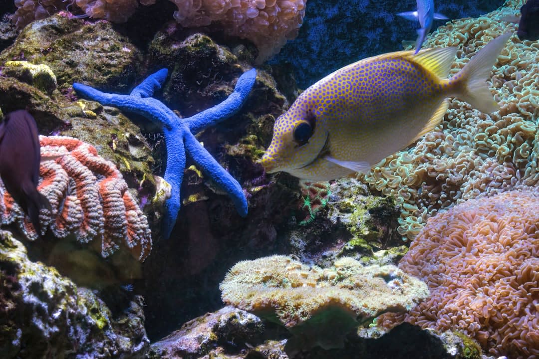 Des poissons de récif colorés en banc autour du corail ramifié dans l'eau peu profonde et claire entourant Nosy Tanikely