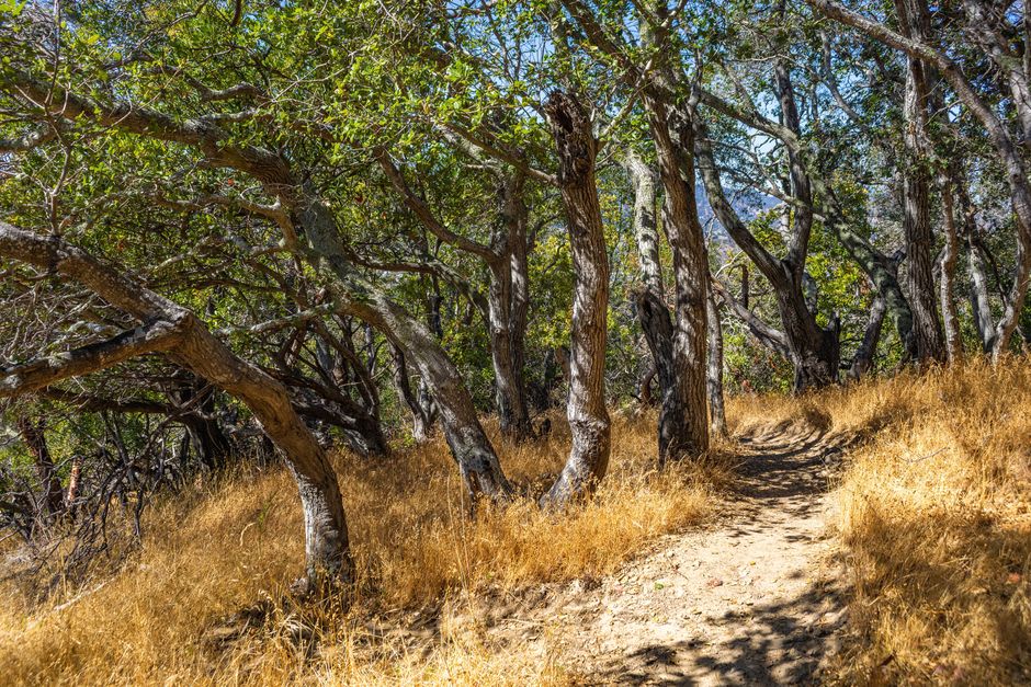 A shaft of golden afternoon light cutting through the layered dry forest canopy of Zombitse-Vohibasia National Park