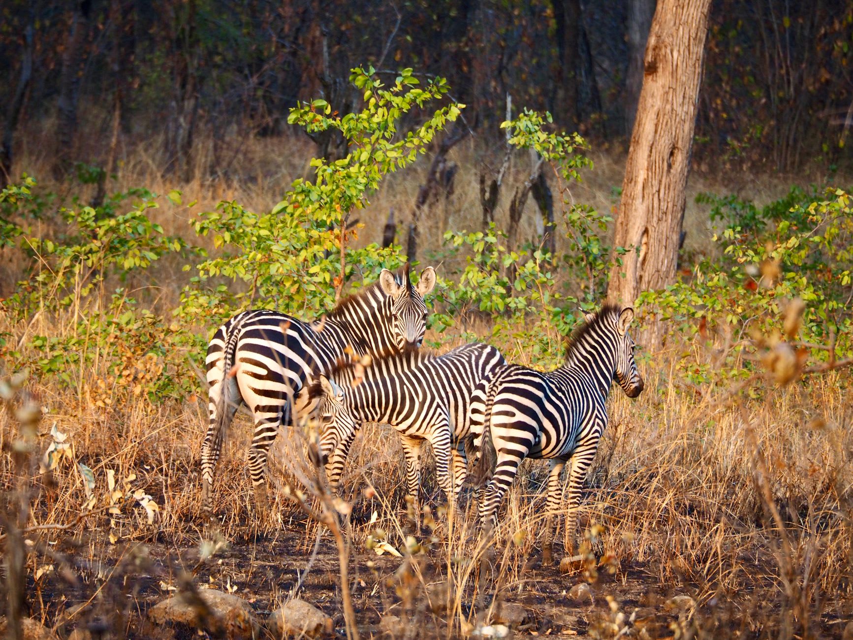 A tower of giraffes moving through mopane scrub in Majete, late afternoon light on their markings