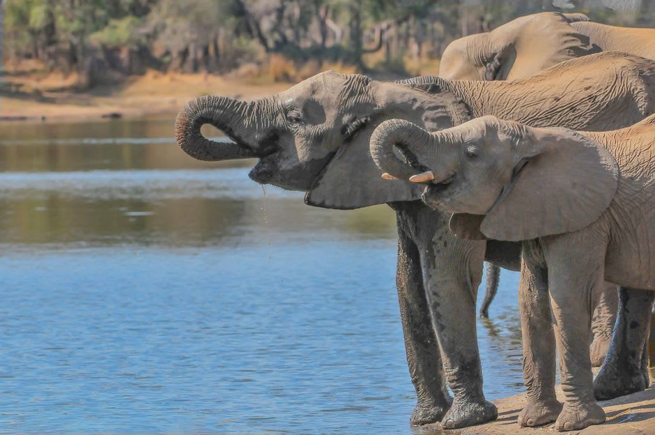 Elephant herd drinking at the shoreline of Lake Kazuni in the late afternoon light