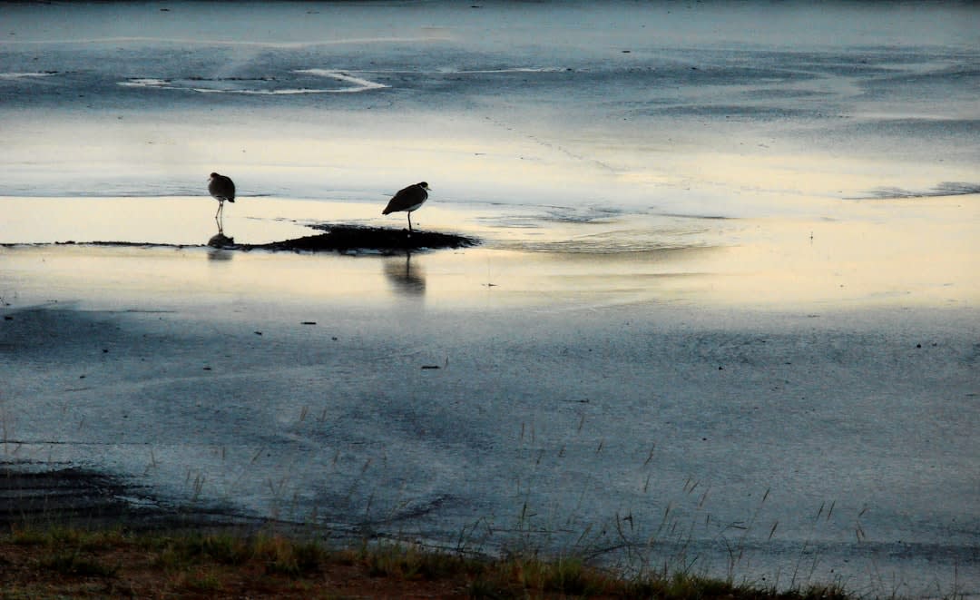 A line of buffalo moving through the marsh reeds at Vwaza in early morning mist