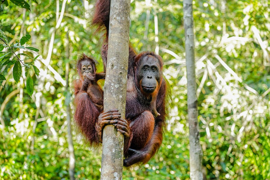 An orangutan swinging through the dense rainforest canopy in Borneo