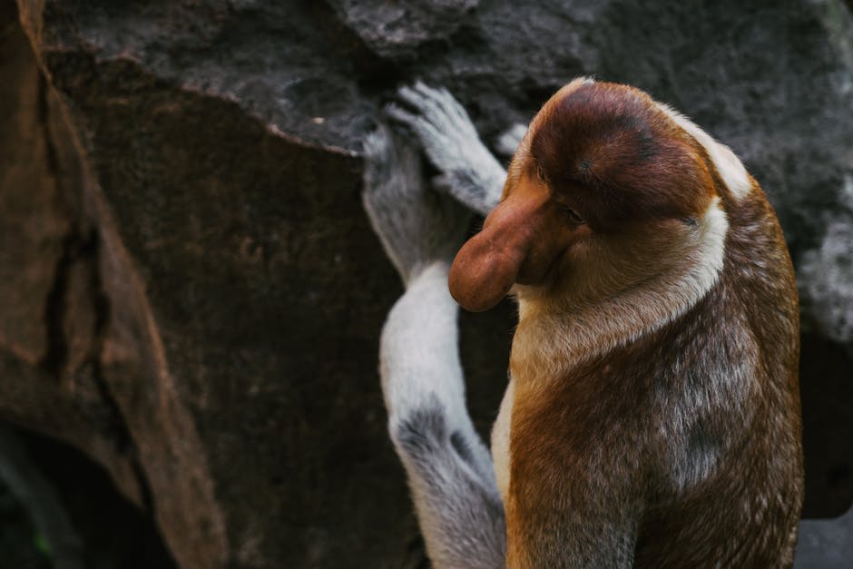 A proboscis monkey perched in riverside trees along the Kinabatangan River