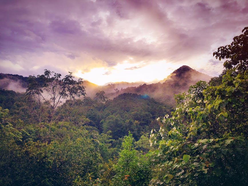 Misty sunrise over the ancient Borneo rainforest canopy