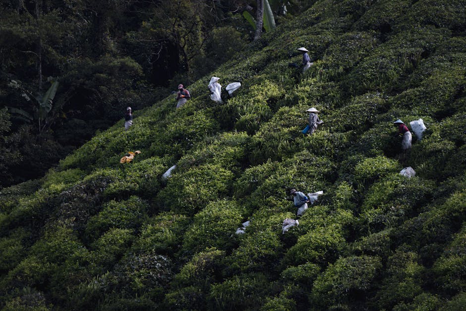 Freshly picked tea leaves and a cup of BOH tea at the plantation cafe