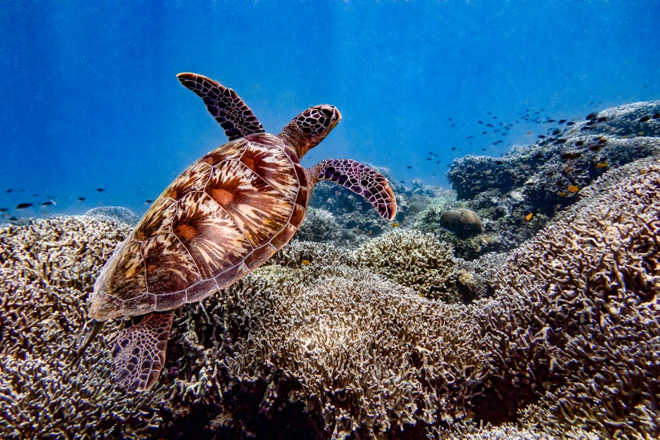 A sea turtle gliding over coral reef in the clear Perhentian waters