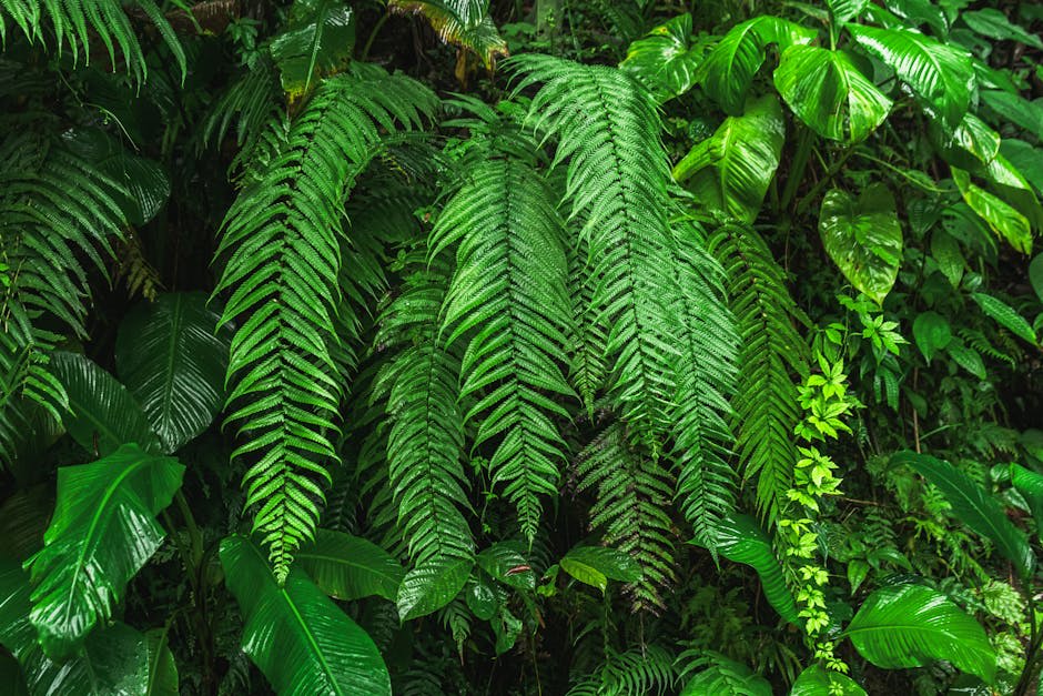Dense ancient trees and ferns on the forest floor of Taman Negara