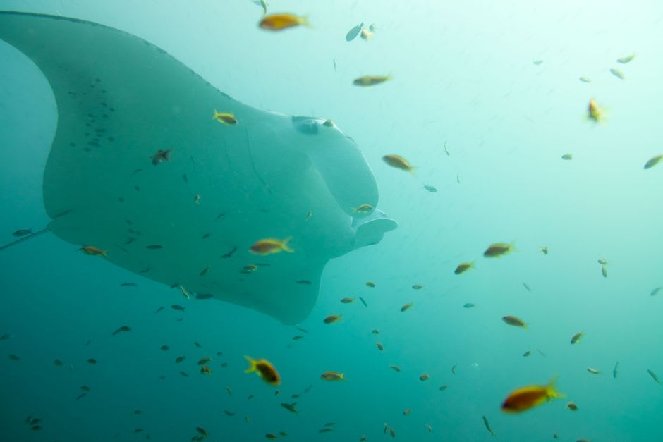 Manta ray gliding over a coral reef in Hanifaru Bay, Baa Atoll