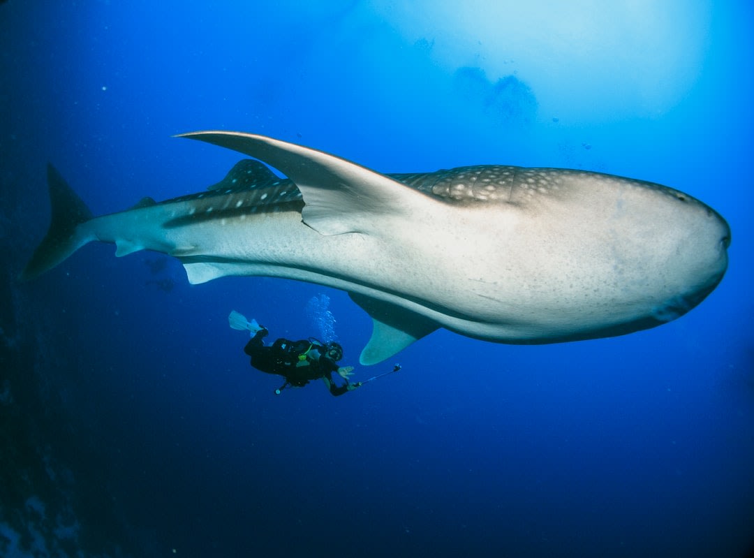 Snorkeler swimming near a whale shark in the clear waters of Baa Atoll