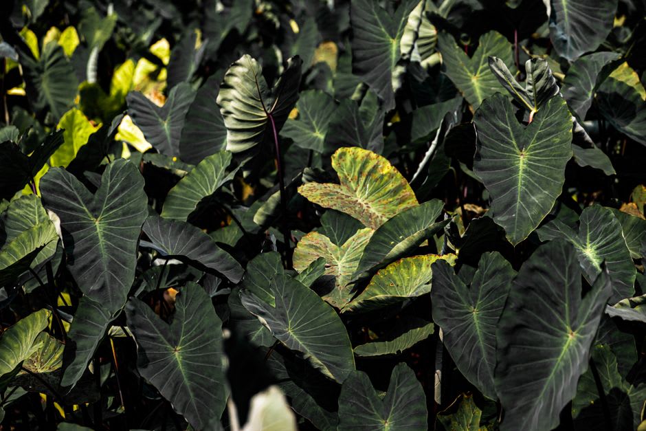 A shaded taro pit garden on Namorik with broad glossy leaves growing in dark, damp soil