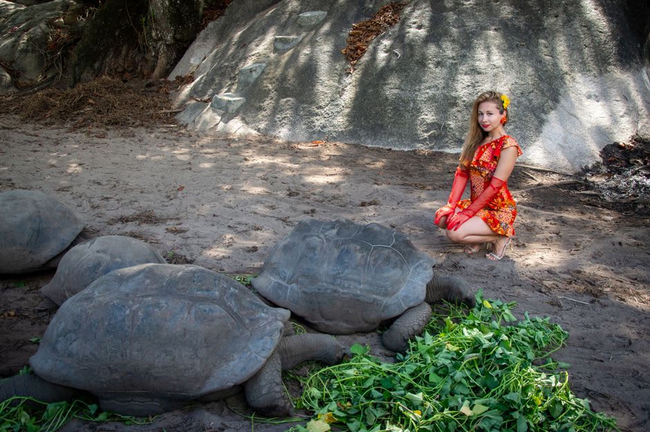 Aldabra giant tortoise grazing in the undergrowth of Île aux Aigrettes