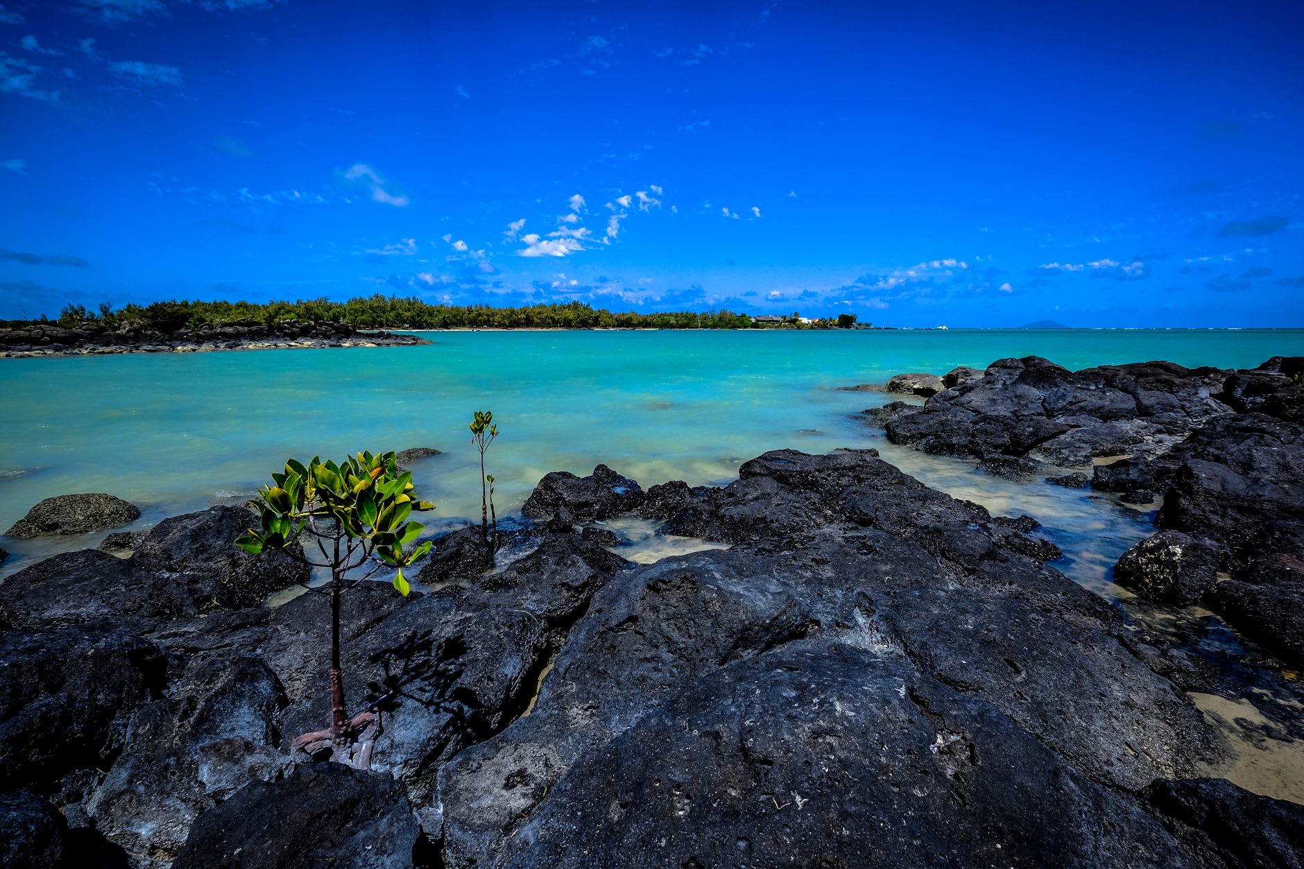 Crystal-clear shallow turquoise water over pale sand at Île aux Cerfs, casuarina trees leaning over the beach and a few small boats anchored in the lagoon