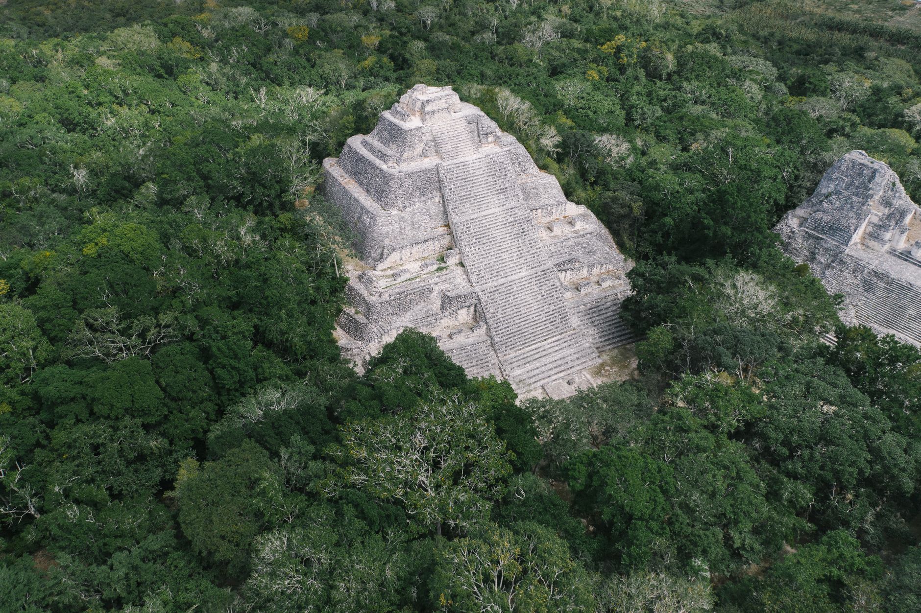 A narrow paved road cutting through dense rainforest on the long approach to Calakmul at dawn, mist hanging in the trees