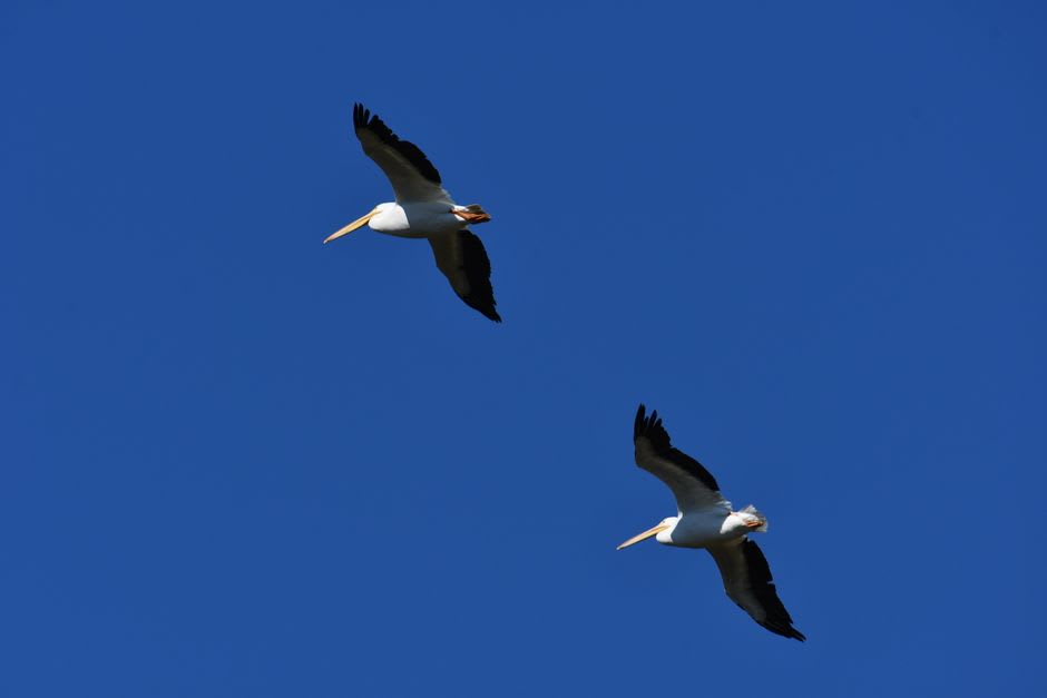 American white pelicans in formation low over the silver surface of Lago de Chapala in late afternoon light, the Sierra in soft blue behind them
