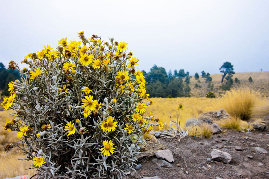 Stone ruins of an old hacienda wall amid highland meadows north of Almoloya de Juarez