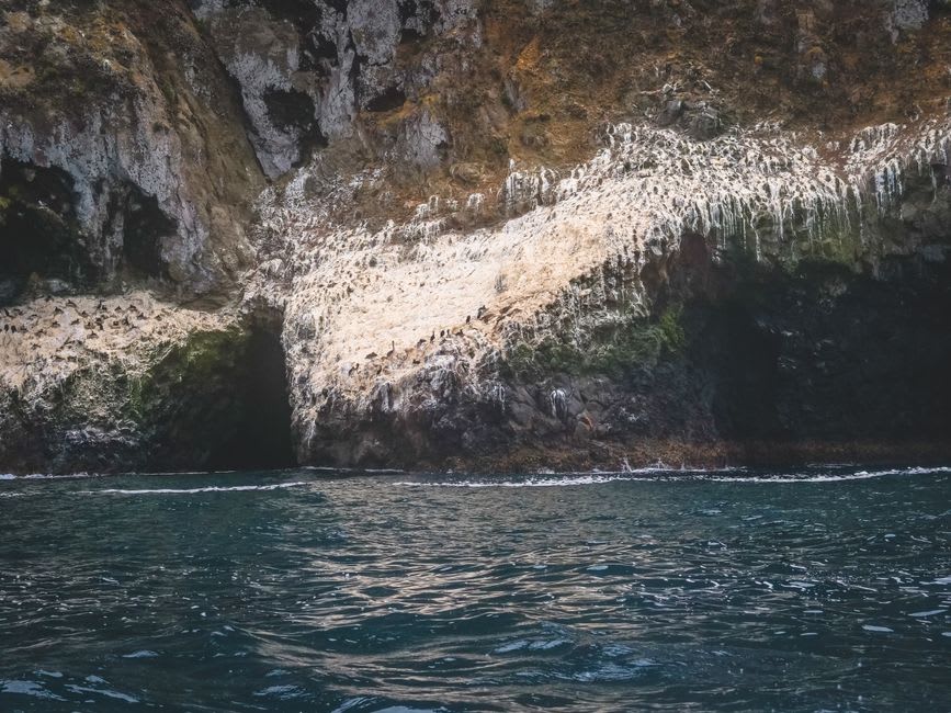 Millions of swifts spiraling up from the Sótano de las Golondrinas at dawn, Aquismón