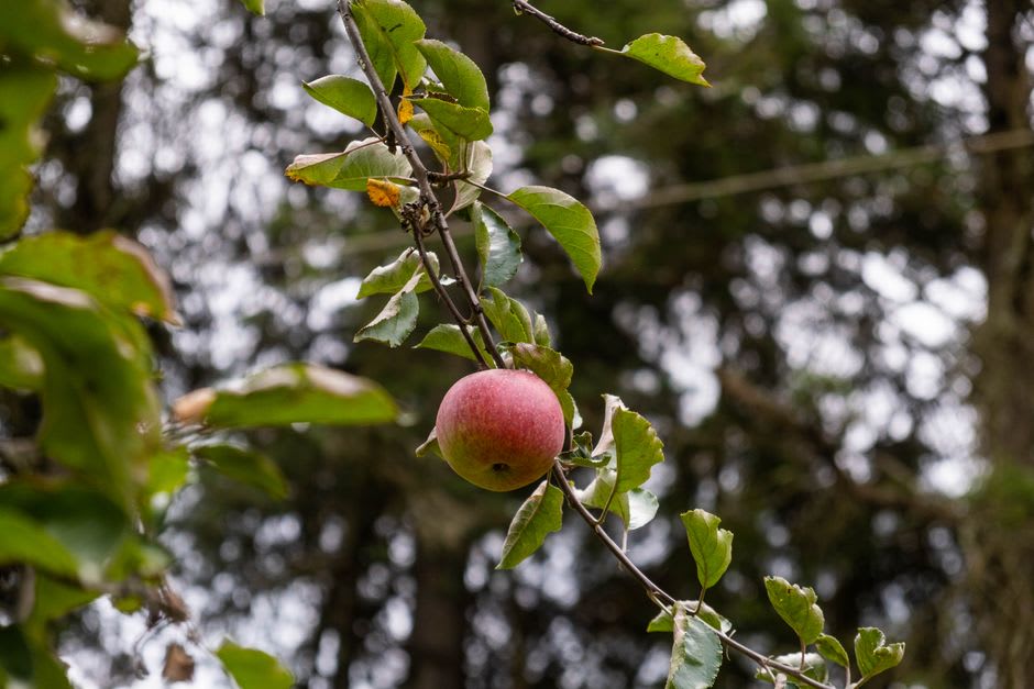 Crates of small red-and-green apples for sale at the roadside in Aquixtla, an orchard of apple trees climbing the misty hillside behind