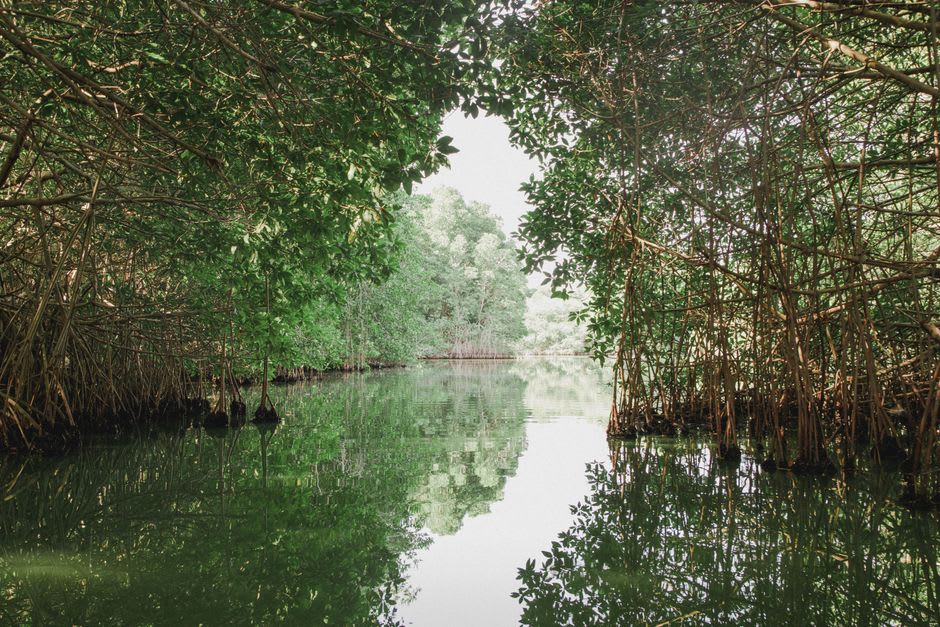 A wooden lancha moving through mangrove channels in the Laguna de Potosí, dense mangrove roots visible at the waterline