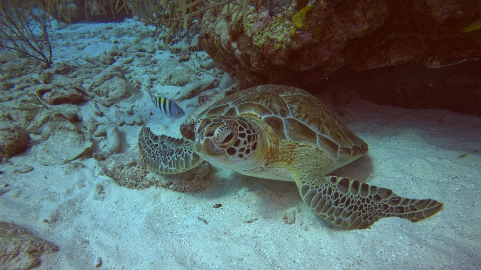 An underwater photograph of Cabo Pulmo's coral reef, a hawksbill sea turtle swimming above the coral formation, tropical reef fish visible in the blue water, the light filtering from the Sea of Cortez surface above