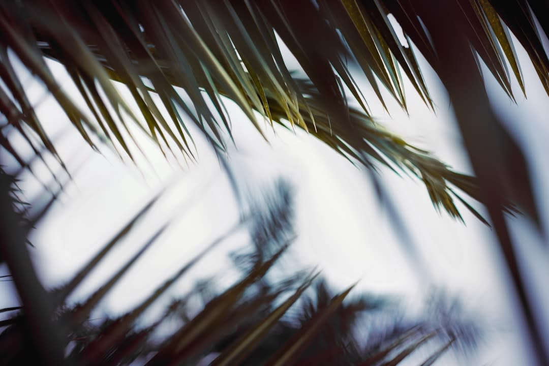 A family of spider monkeys moving through the jungle canopy above the Calakmul ruins, the ancient stone structures below them, morning light filtering through the leaves