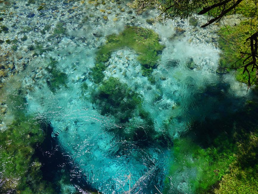 Crystal-clear water between the massive exposed roots of ancient ahuehuete trees at Camécuaro lagoon