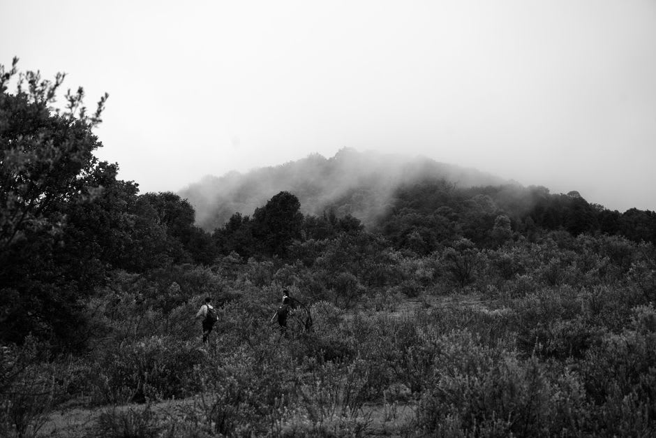 Pine forest corridor on the Mil Cumbres highway, Michoacán