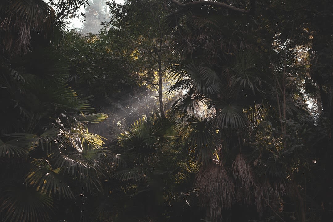 A dusty rural road cutting through tall tropical vegetation in the Sierra Huasteca, the hills ahead hazy with morning light