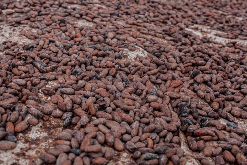Fresh cacao pods and seeds on a farm near Comalcalco, Tabasco